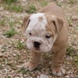 English Bulldog - male BROWN SUGAR 10